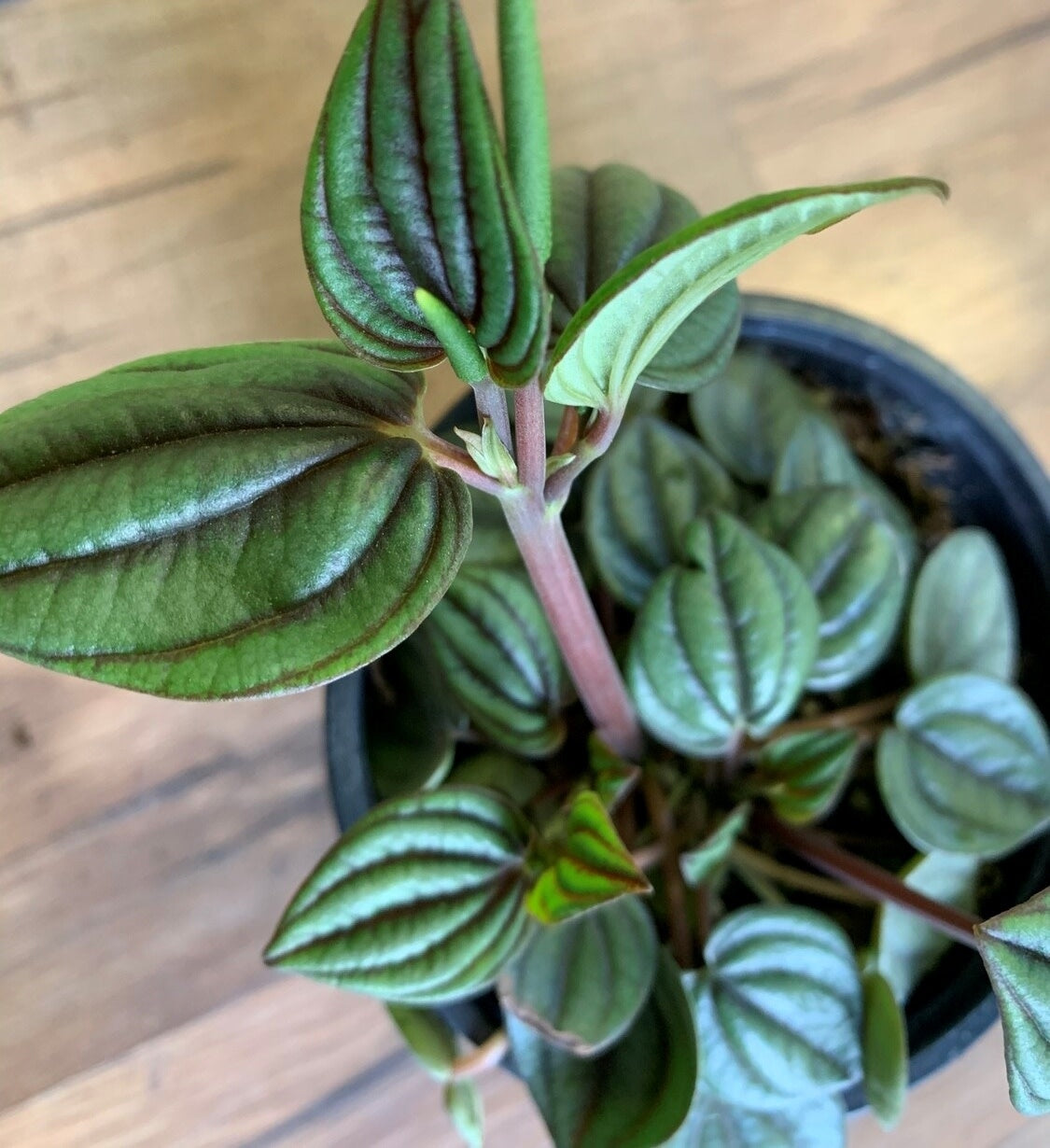 Peperomia albovitttata 'Peacock'