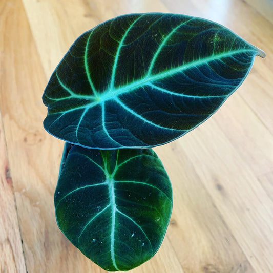 Alocasia 'Black Velvet’