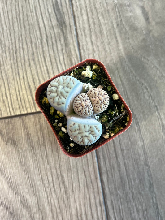 Lithops 'Living stone'