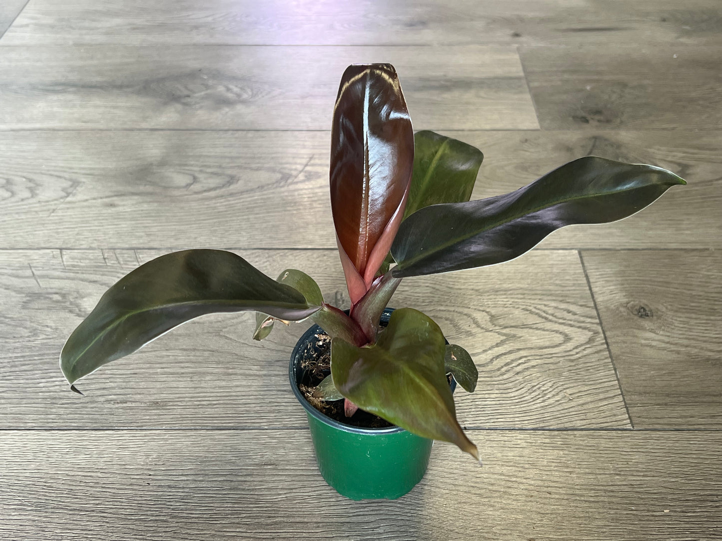 Philodendron 'Imperial Red'
