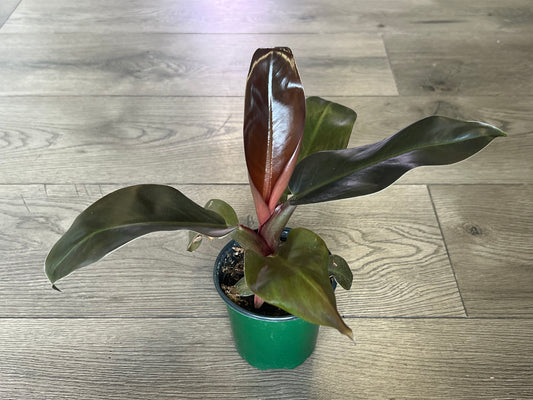 Philodendron 'Imperial Red'
