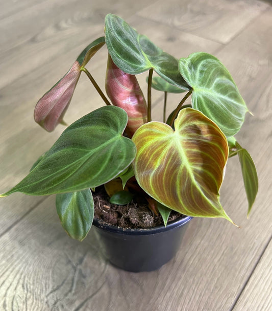 Philodendron rubri 'El Choco Red'
