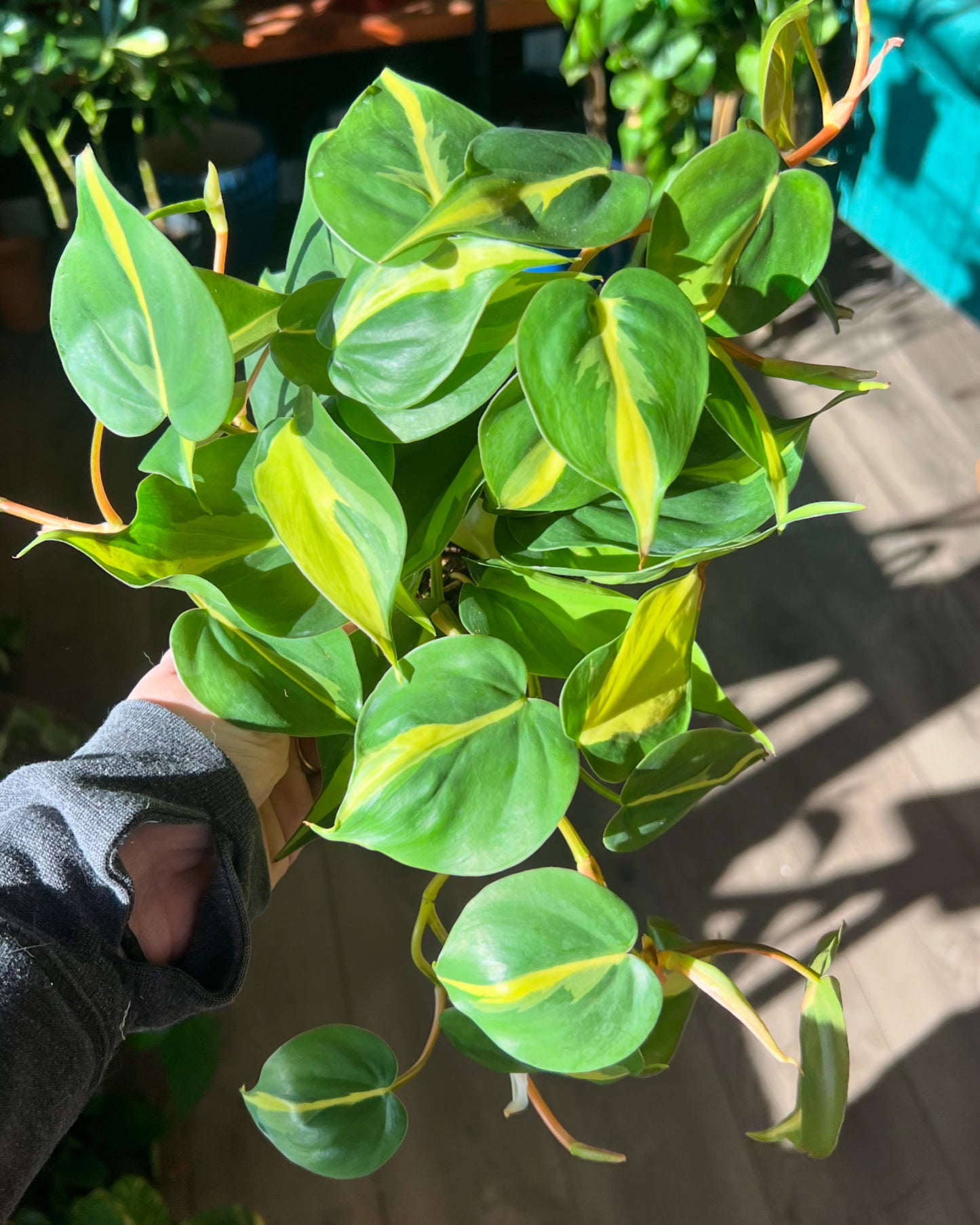 Philodendron cordatum 'Brasil'