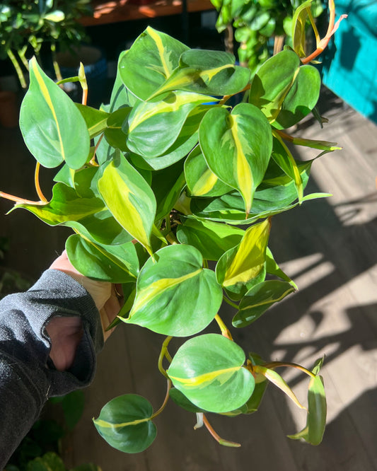 Philodendron cordatum 'Brasil'
