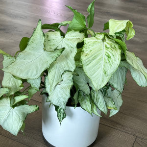 Syngonium 'White Butterfly'