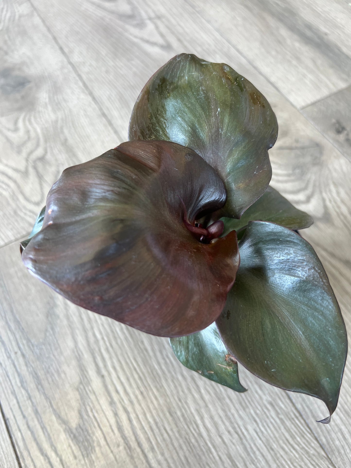 Philodendron 'Red Heart'