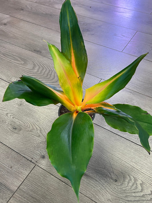 Chlorophytum amaniense ‘Orange mandarin’