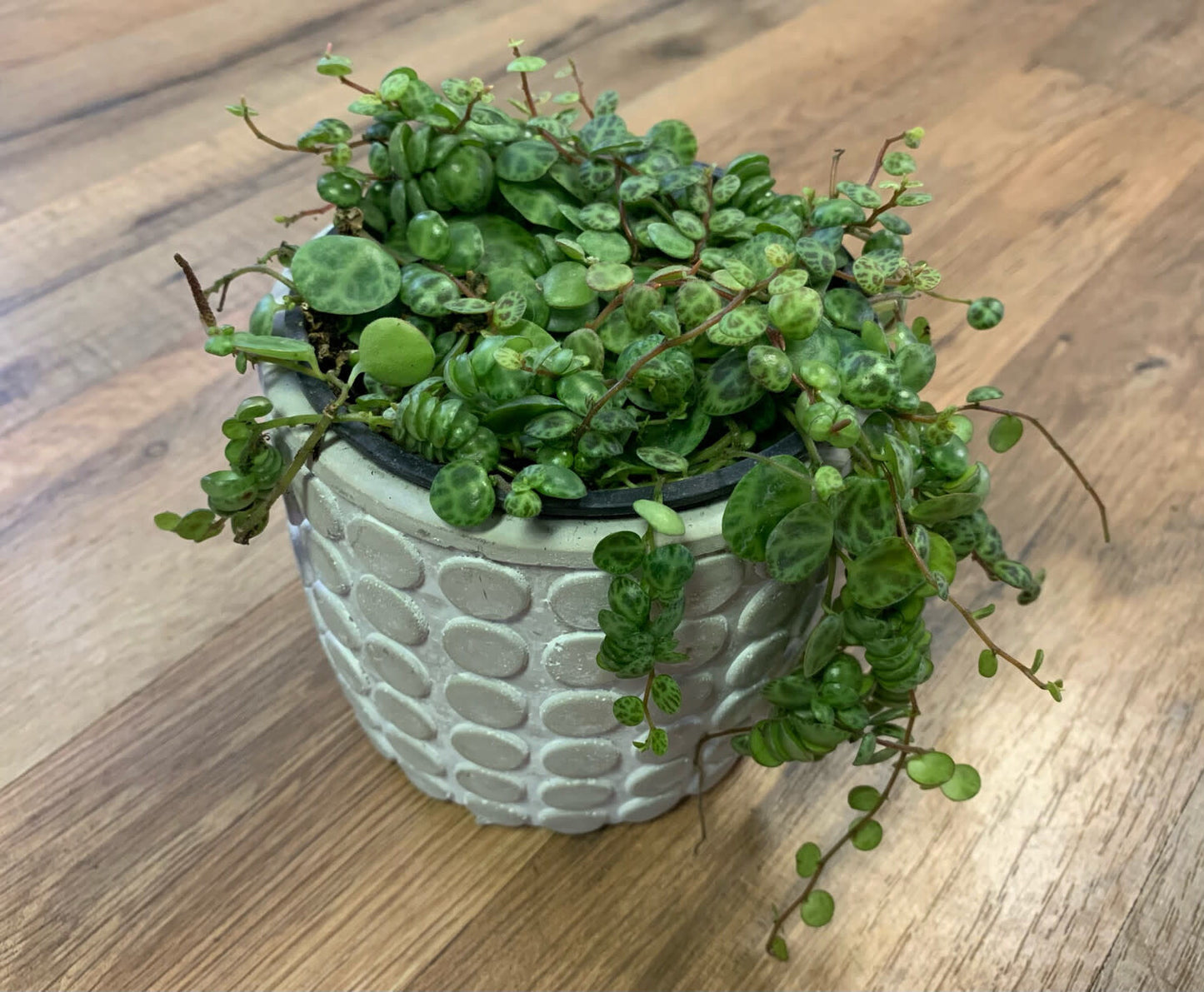 Peperomia prostrata 'String of Turtles'