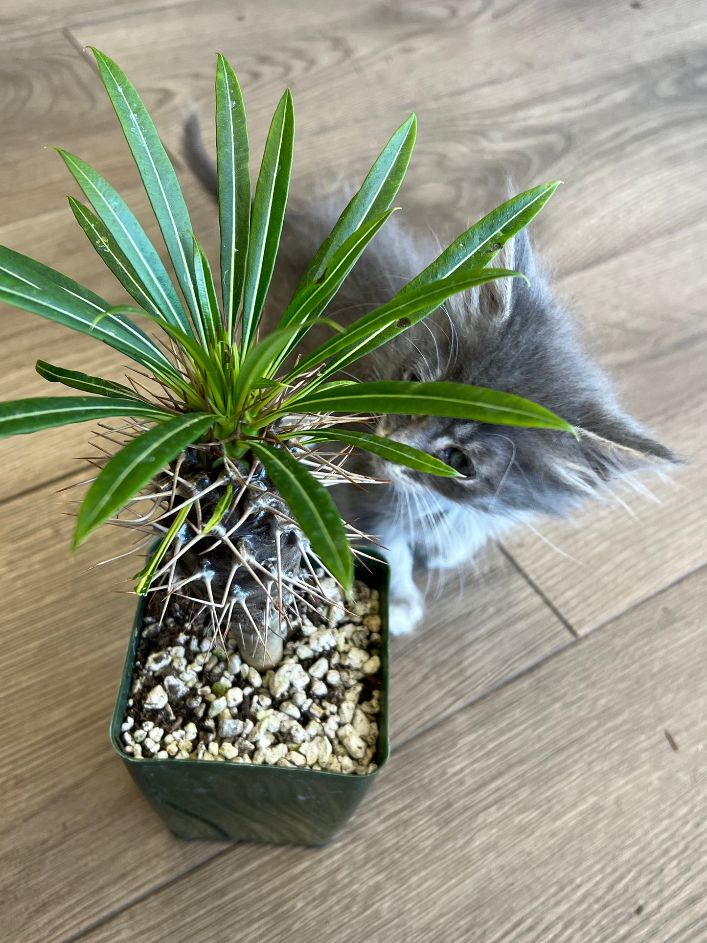 Pachypodium 'Madagascar Palm'