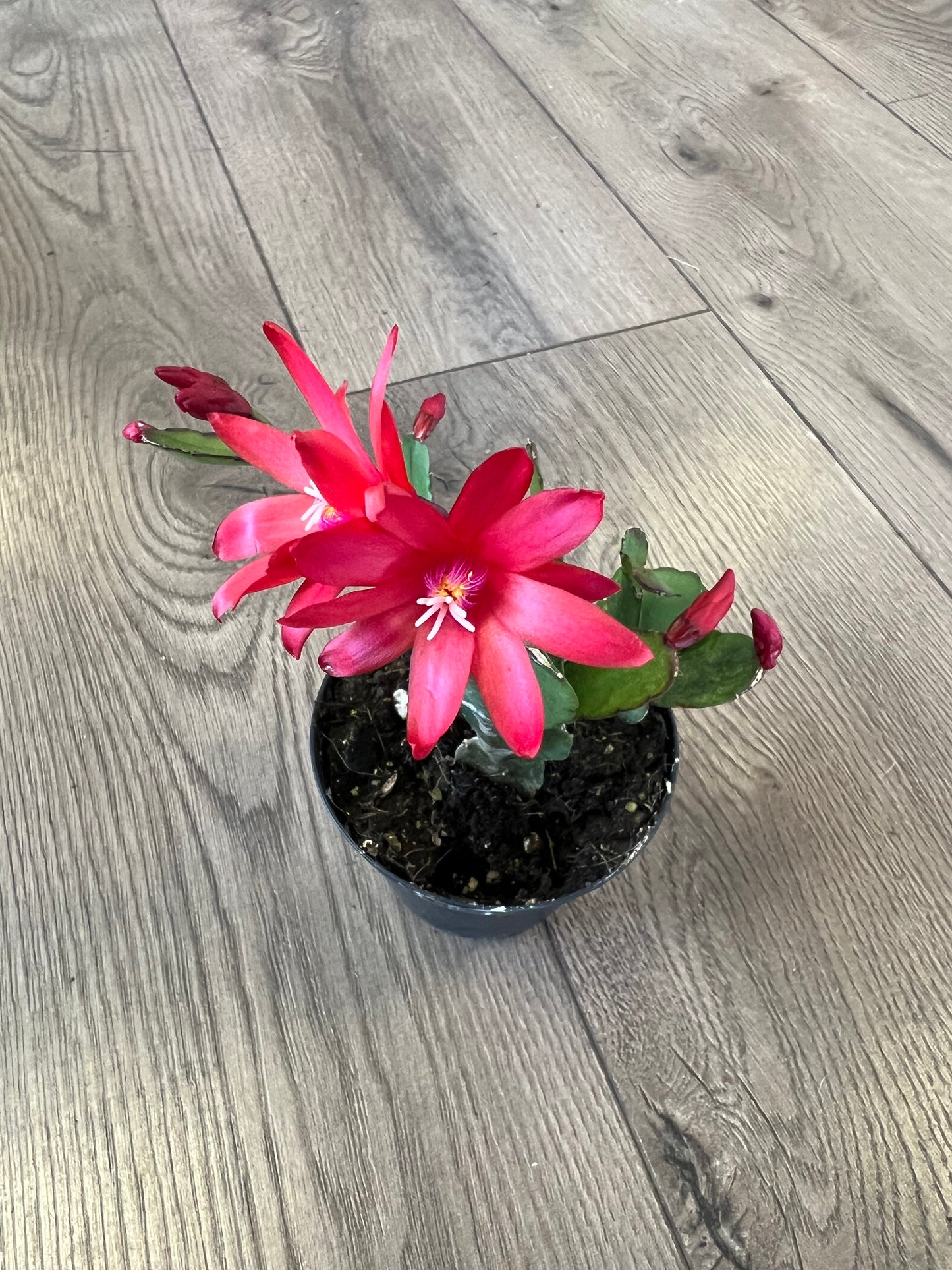 Rhipsalidopsis gaertneri 'Red Easter Cactus'