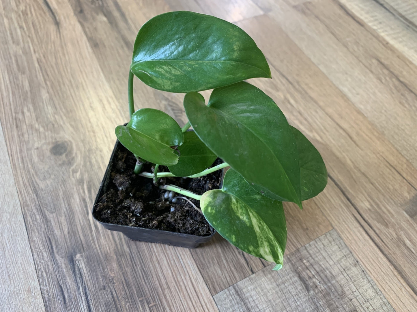 Epipremnum aureum 'Golden Pothos'