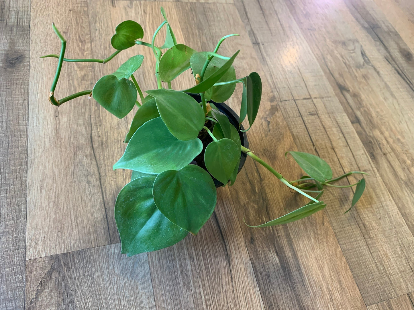 Philodendron cordatum 'Heart Leaf'