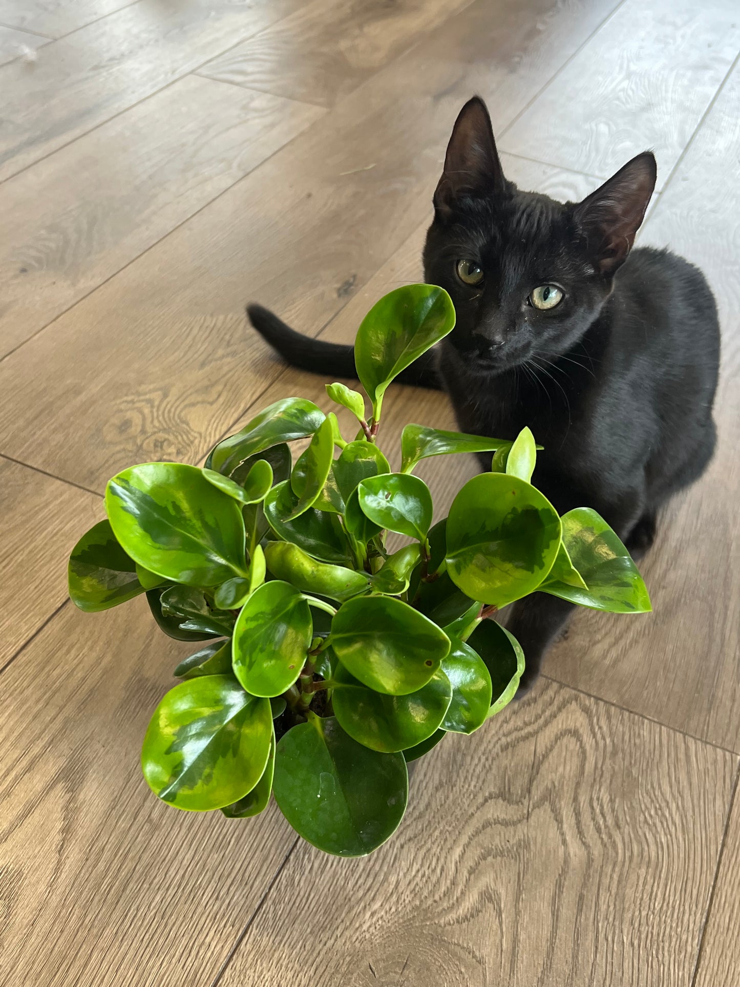 Peperomia obtusifolia variegated