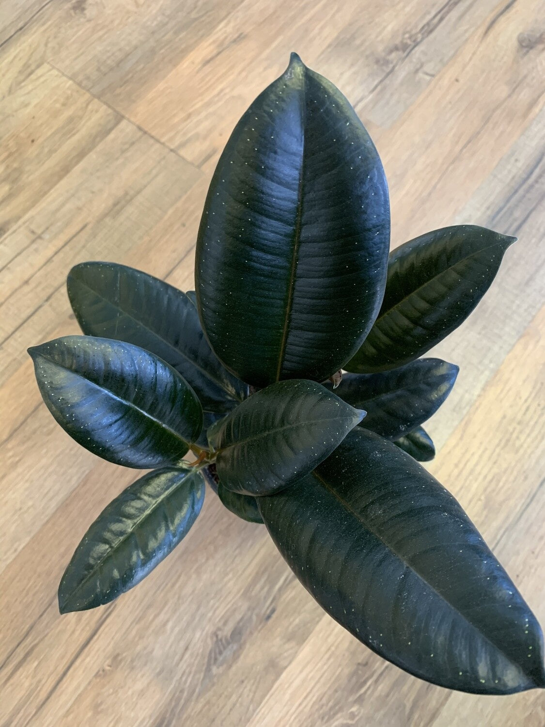 Ficus elastica 'Burgundy Rubber tree'