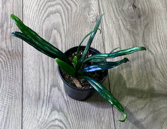 Microsorum thailandicum 'Blue Oil Fern'