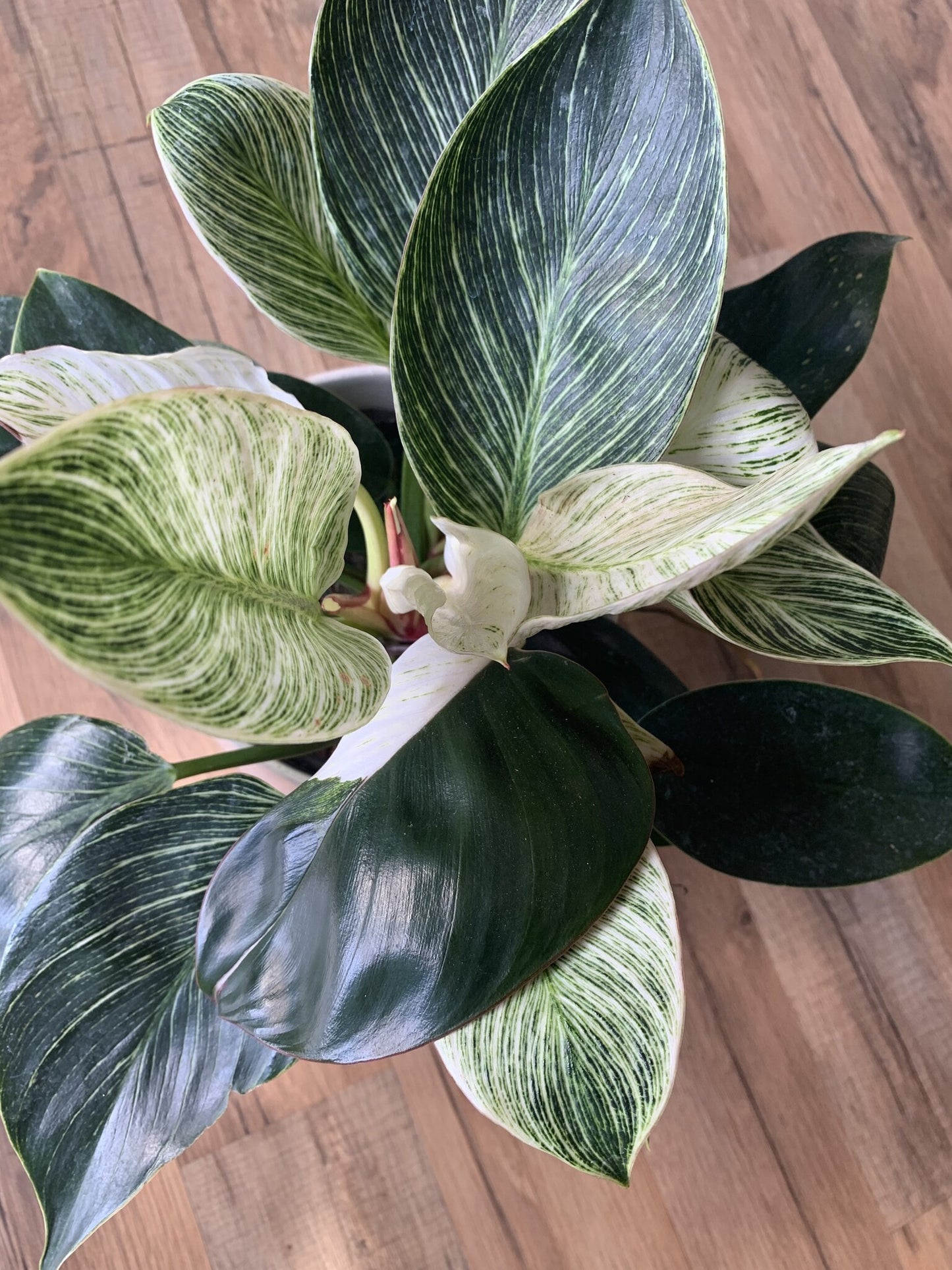 Philodendron 'Birkin'
