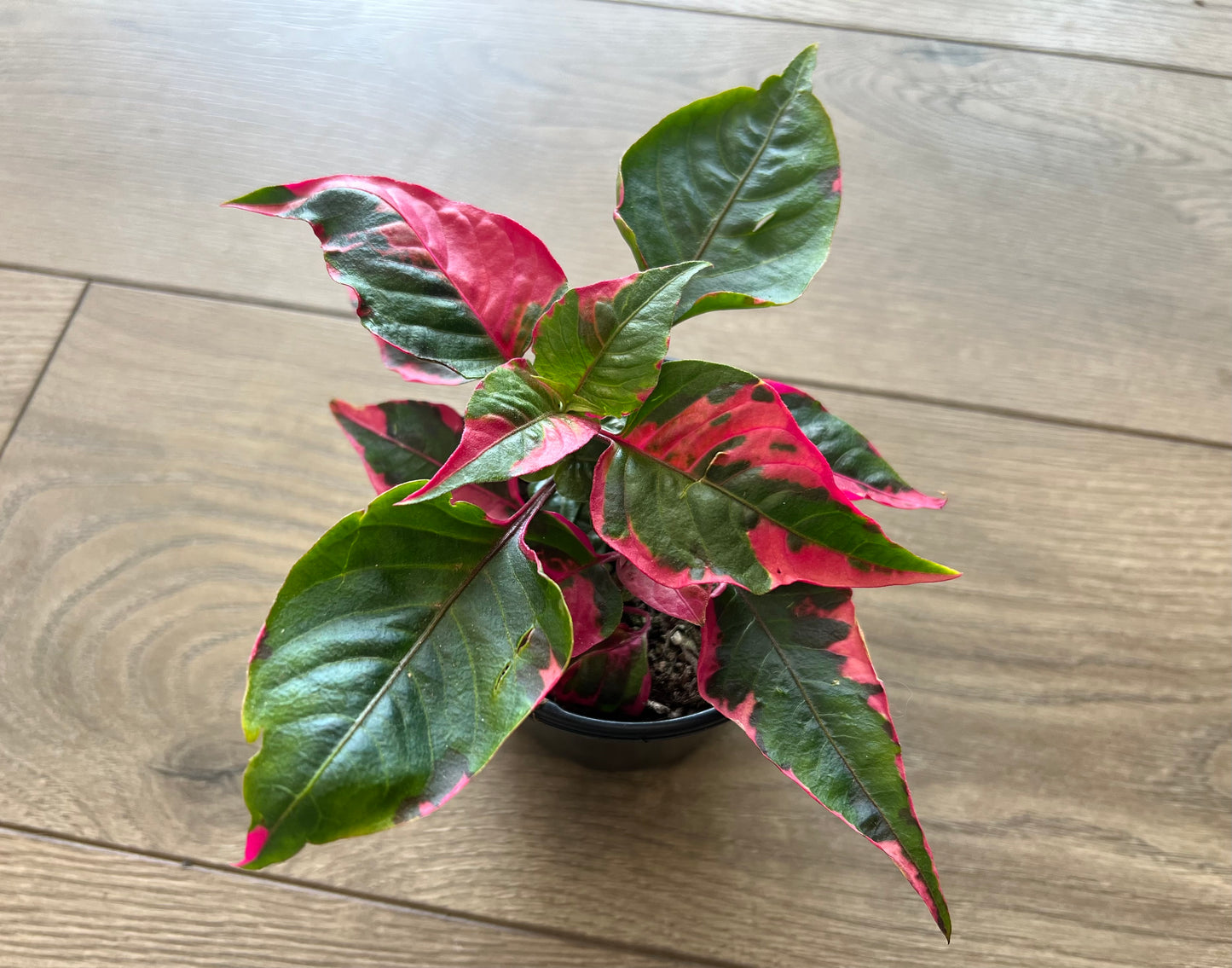 Alternathera ficoidea 'Party Time'