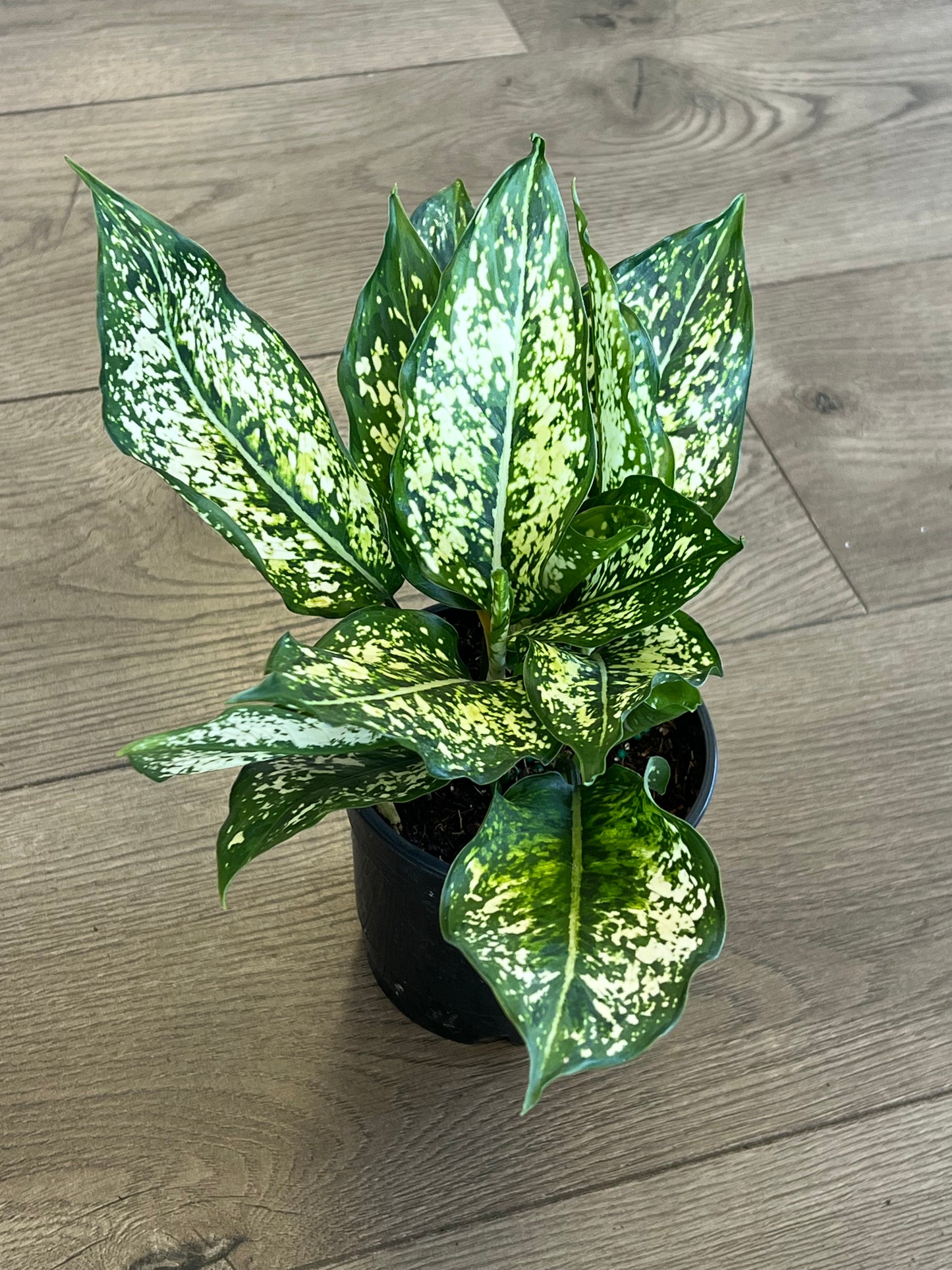 Aglaonema 'Spring Snow'