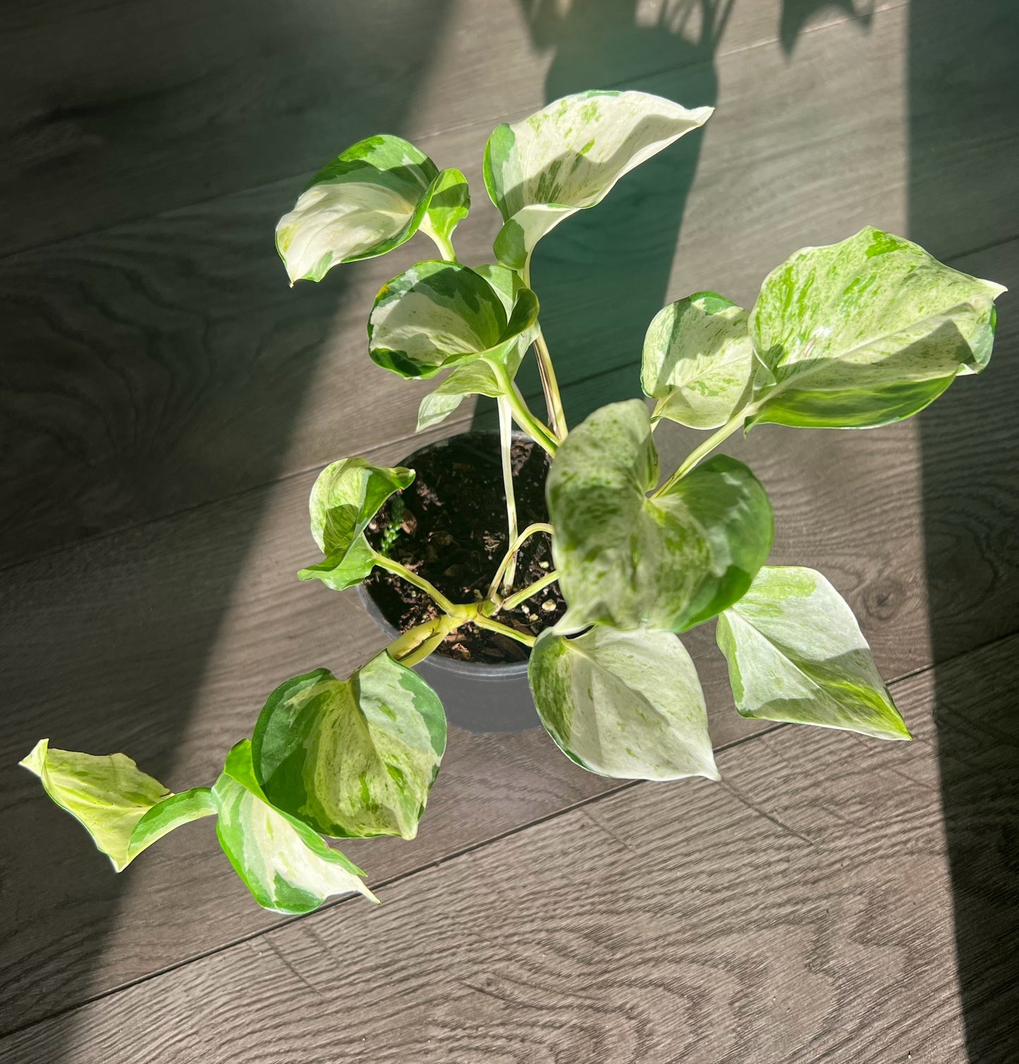 Epipremnum 'Manjula Pothos'