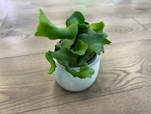 Epiphyllum guatemalense 'Curly Sue Orchid Cactus'