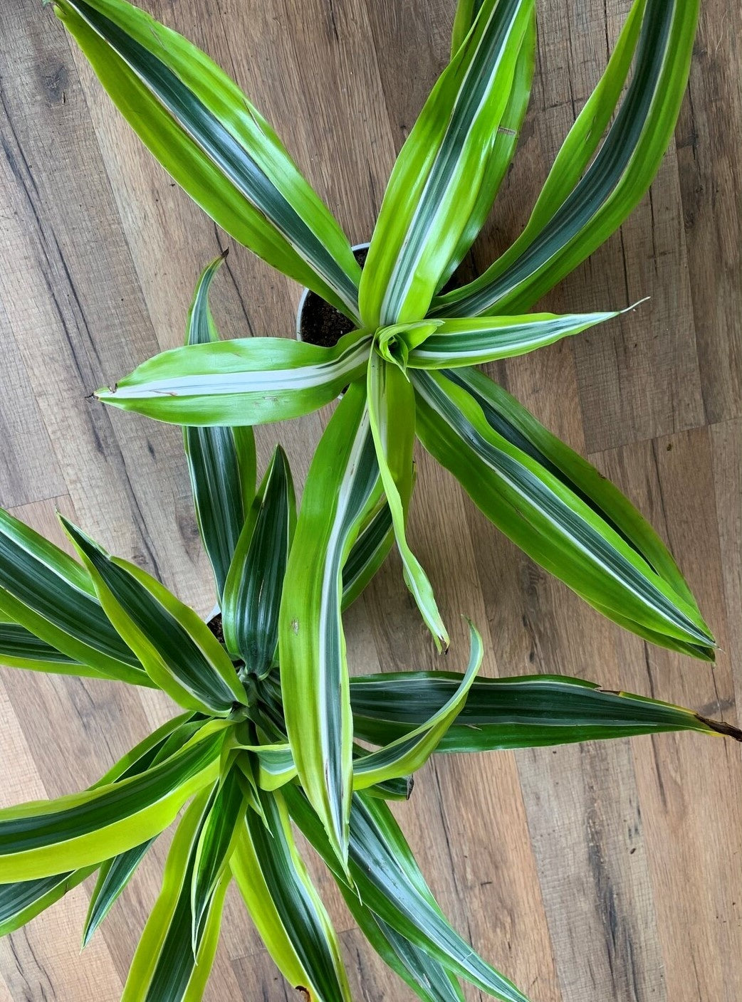 Dracaena 'Lemon Lime'