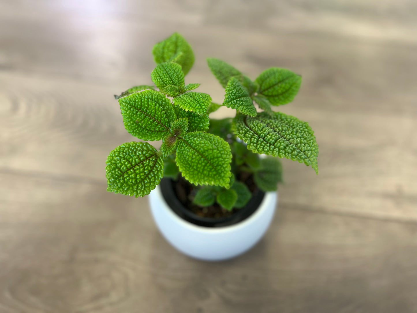 Pilea 'Moon Valley'