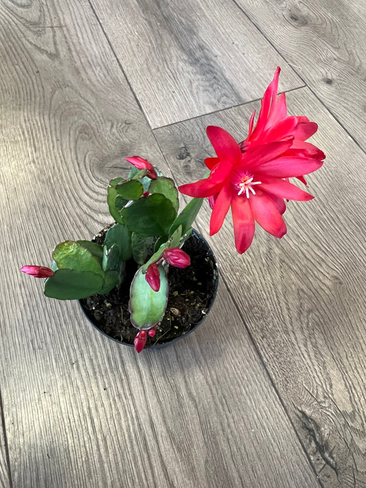 Rhipsalidopsis gaertneri 'Red Easter Cactus'