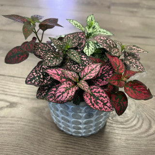 Hypoestes phyllostachya 'Multicolor Polka dot Plant'