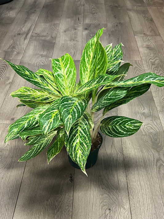 Aglaonema 'Golden Madonna'