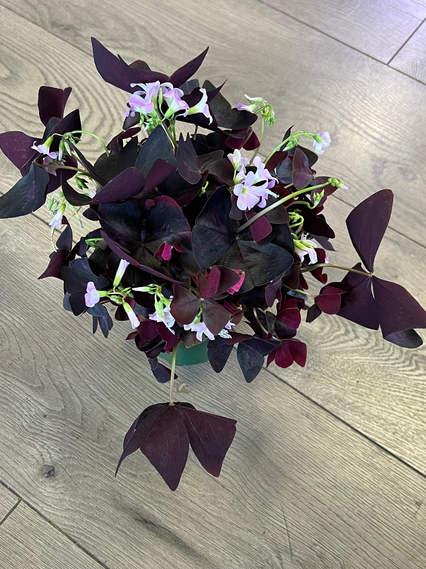Oxalis Purple