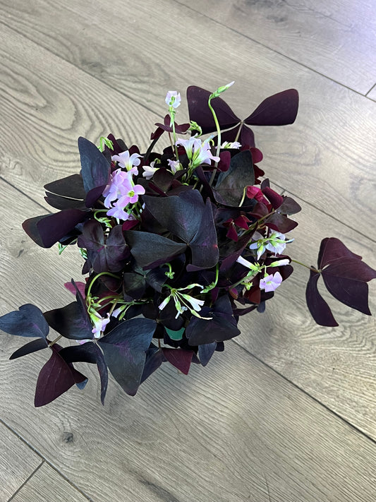 Oxalis Purple