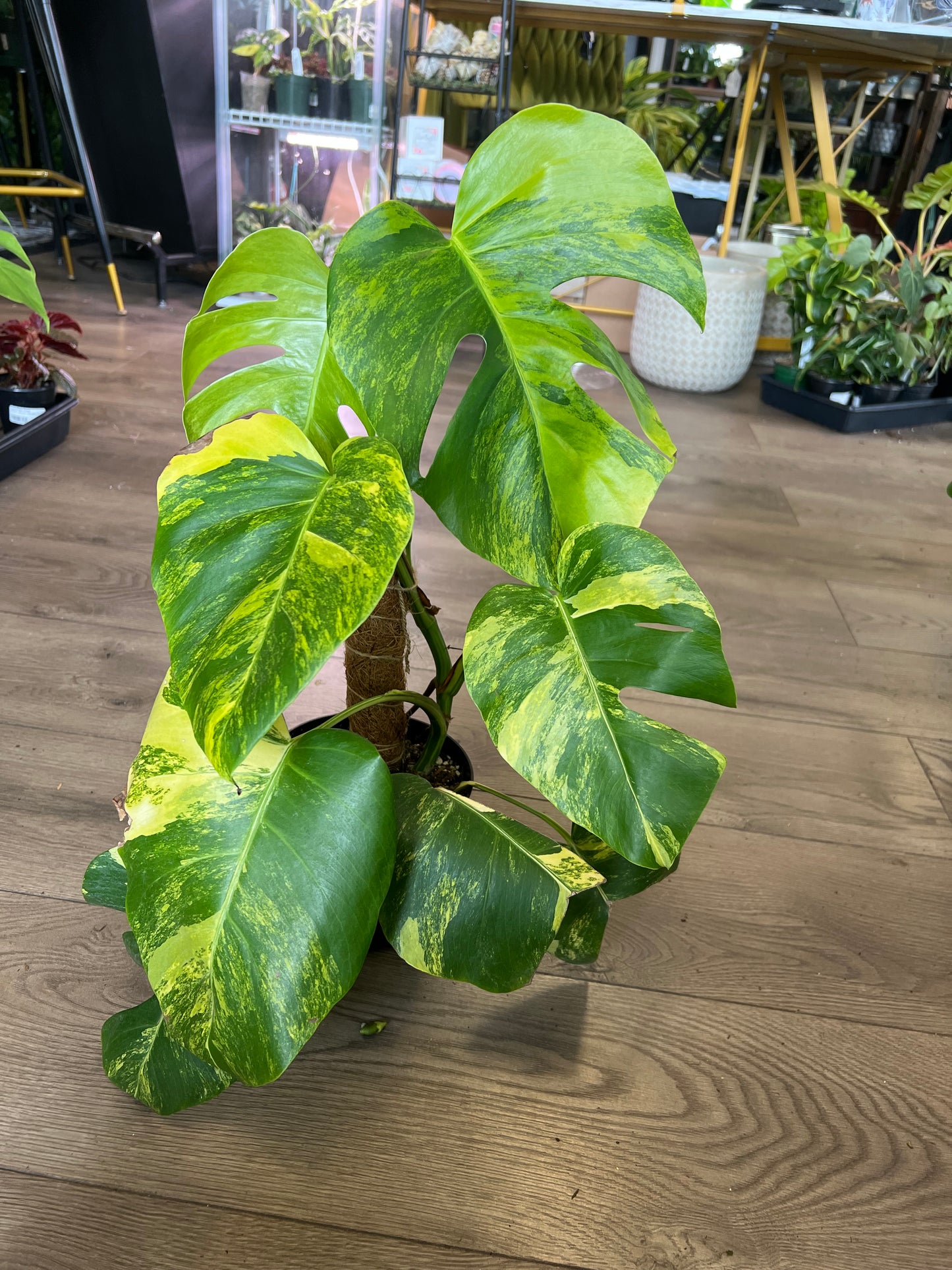 Monstera deliciosa aurea