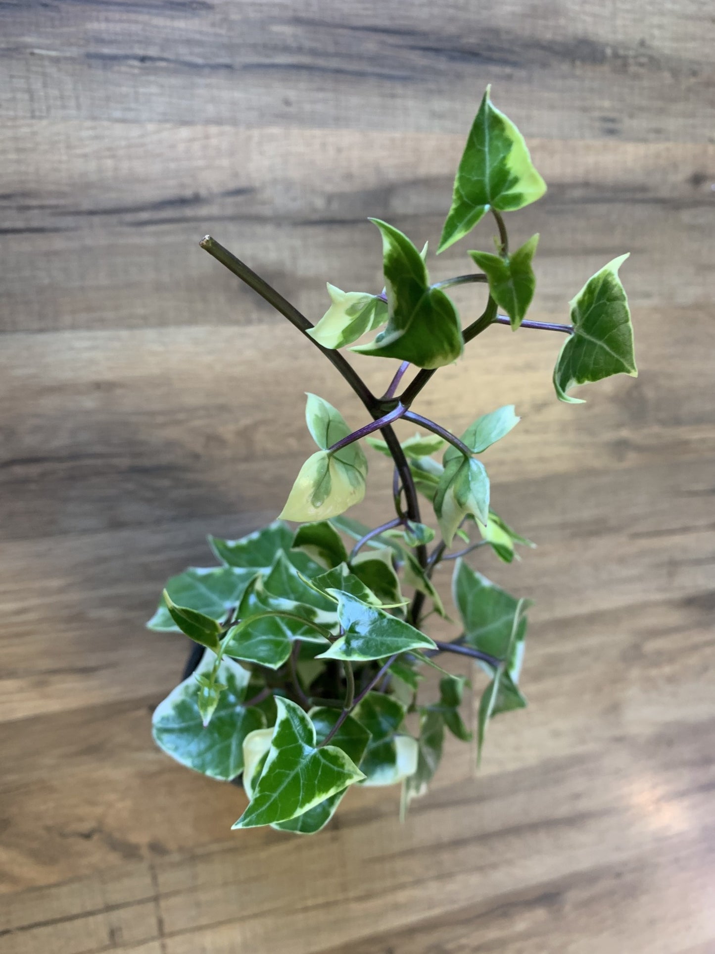 Senecio macroglossus 'Wax Ivy'