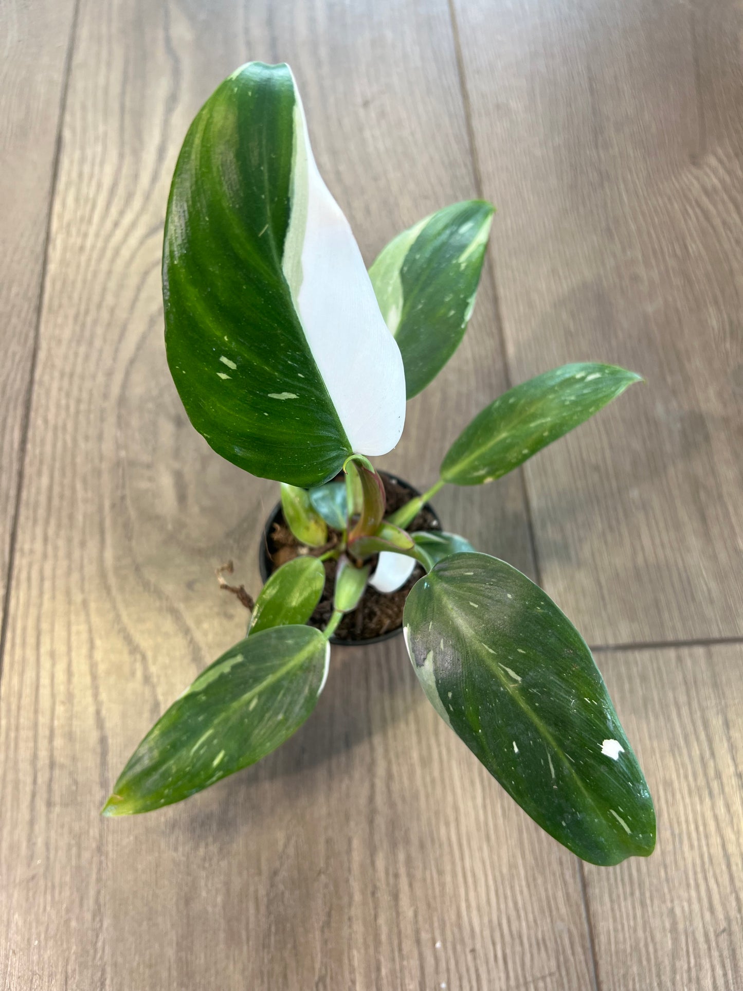 Philodendron 'White Princess'