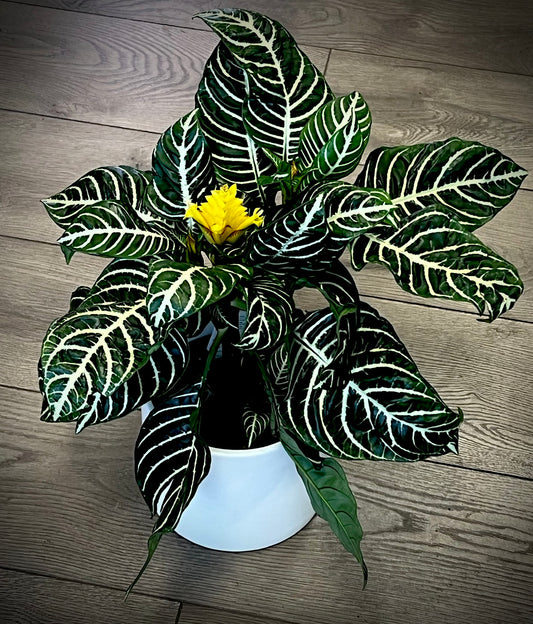 Aphelandra squarrosa 'Zebra Plant'