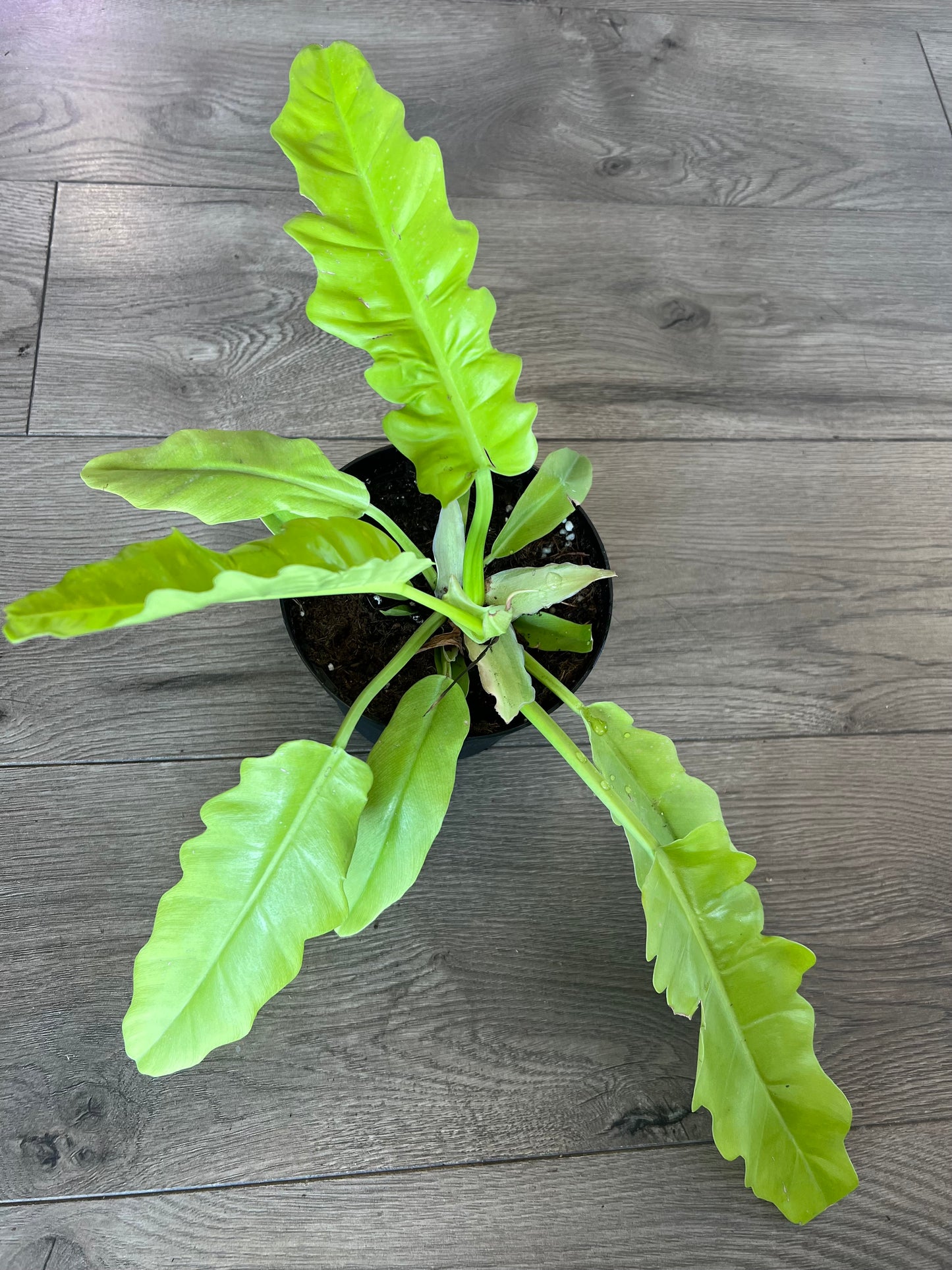 Philodendron gregarious 'Golden Crocodile'