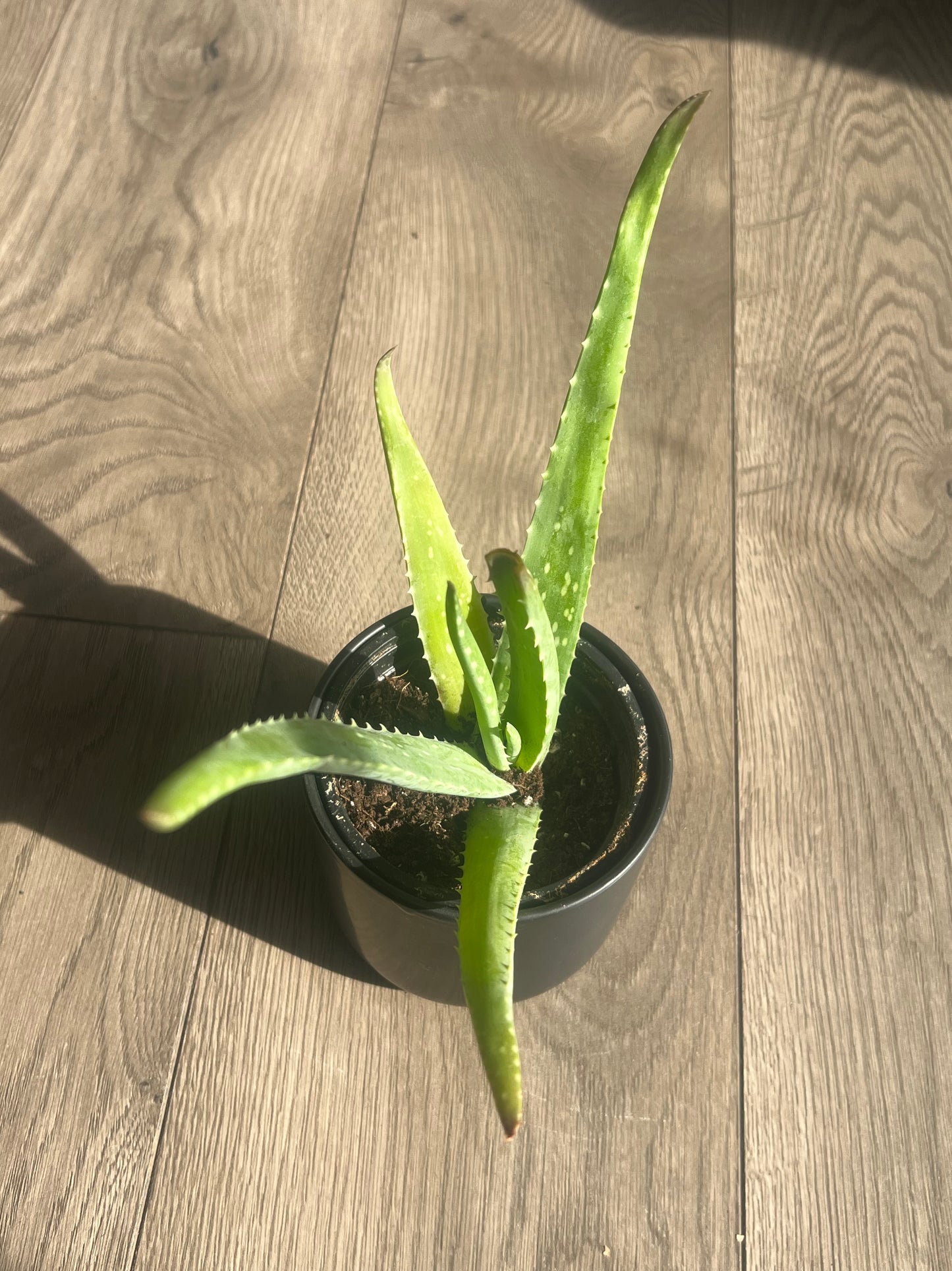 Aloe Vera
