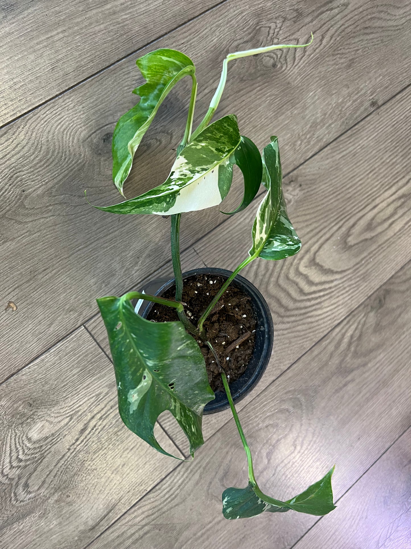 Epipremnum pinnatum ‘Albo’