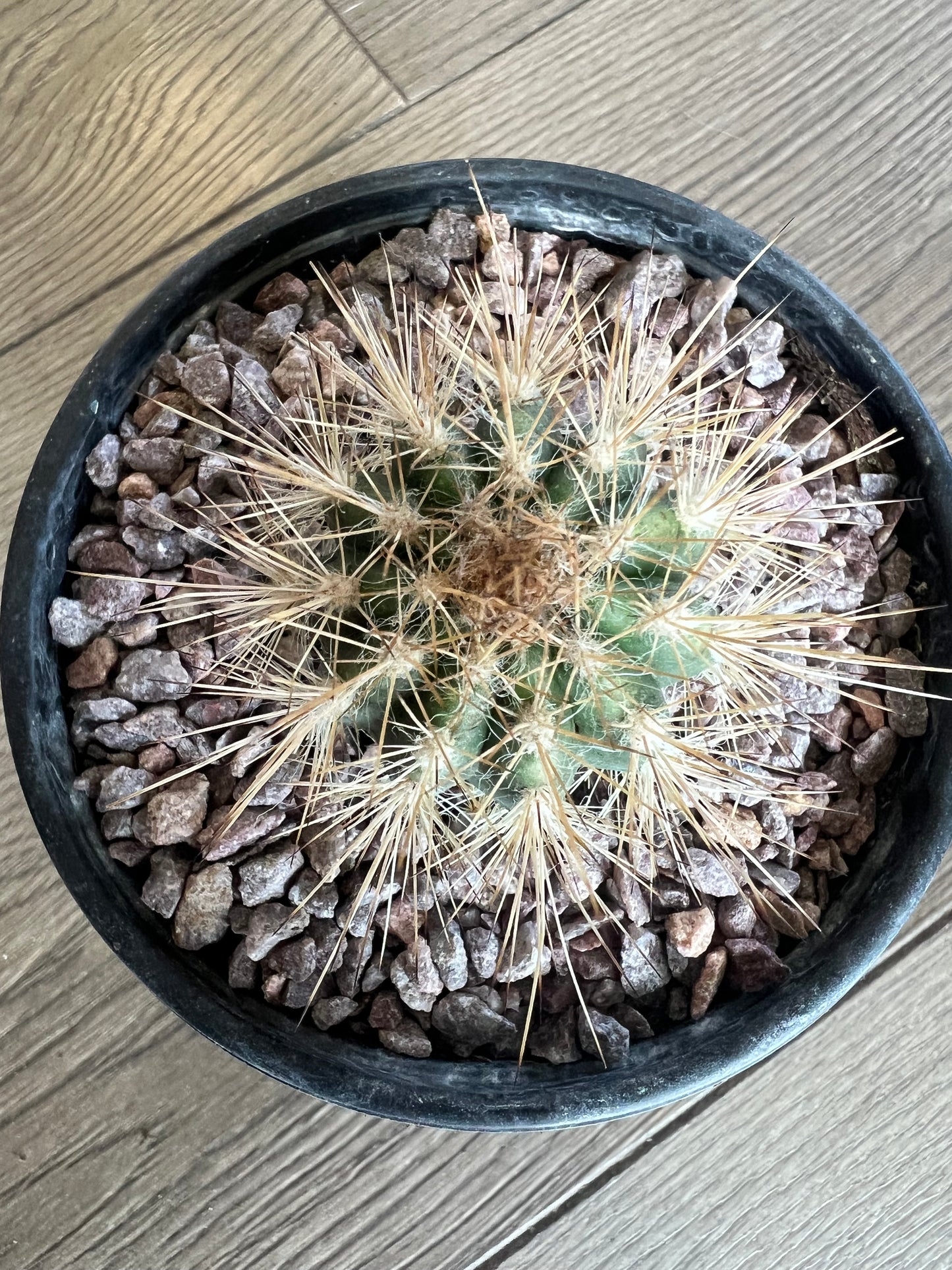 Coleocephalocereus cactus