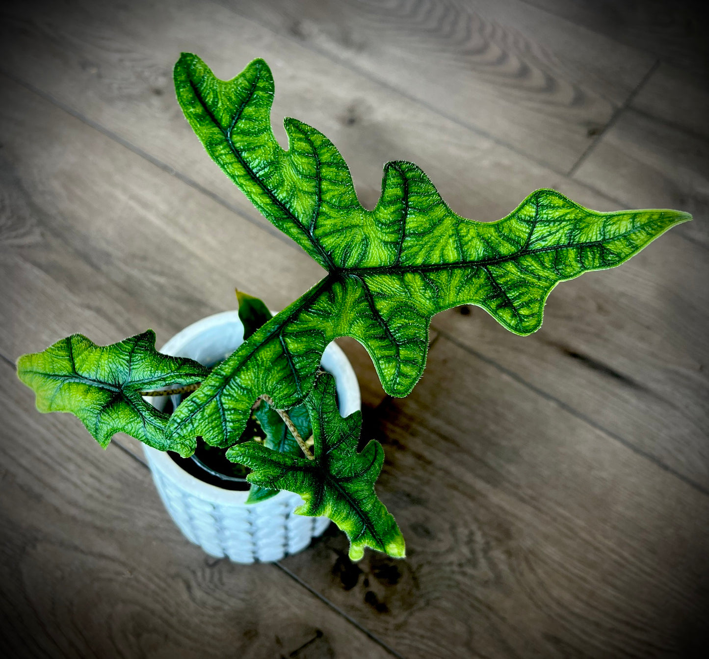 Alocasia 'Jacklyn'