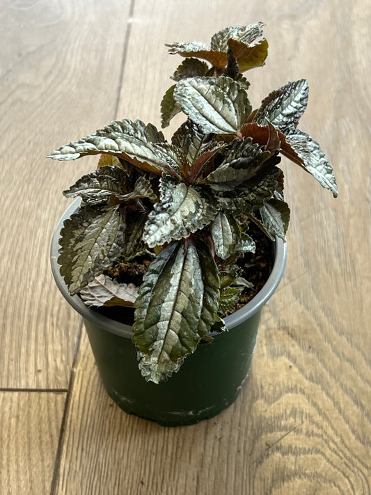 Pilea spruceana ‘Silver tree’