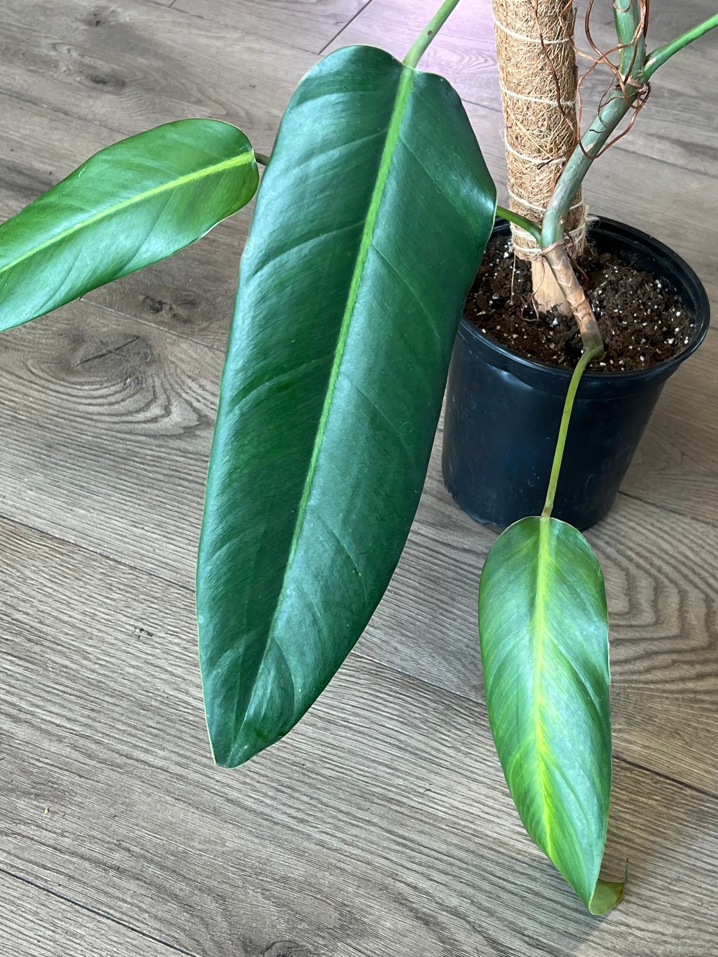 Philodendron helenai