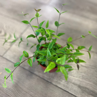 Hoya lanceolata 'Bella'