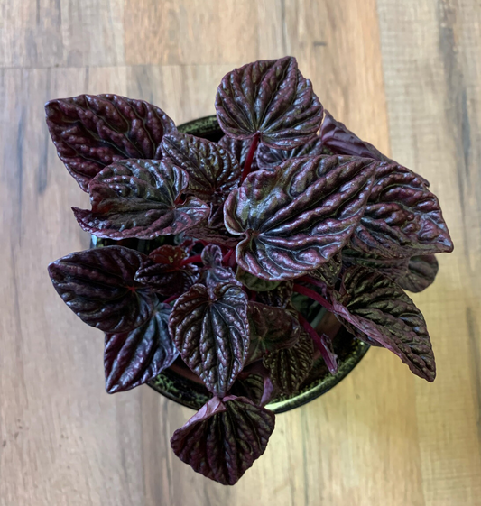 Peperomia 'Red Luna'