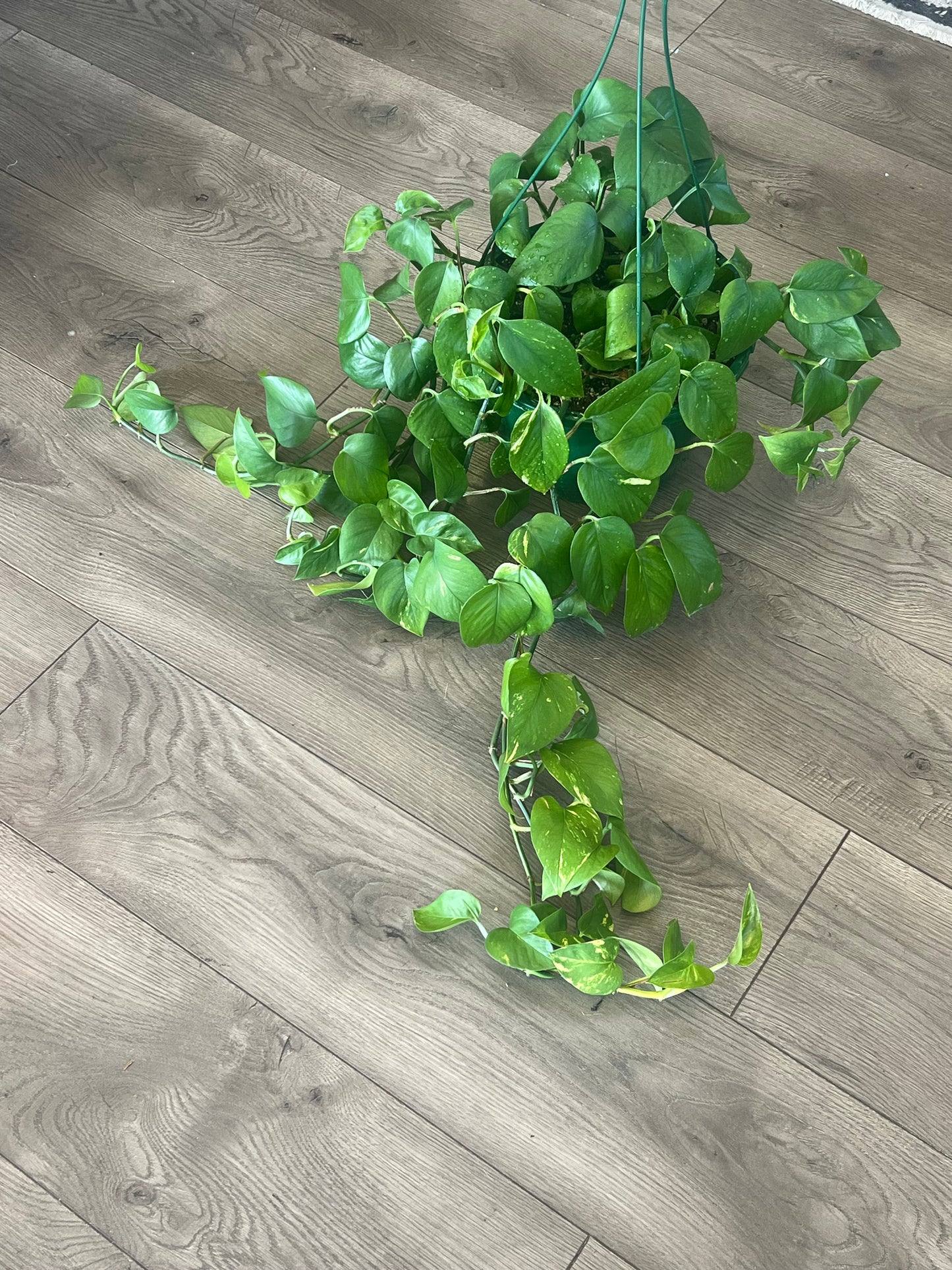 Epipremnum aureum 'Golden Pothos'