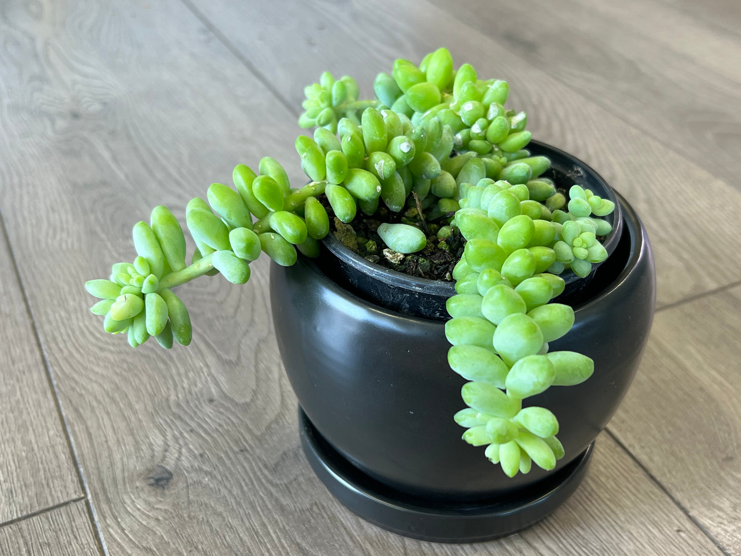 Sedum morganianum 'Burro's Tail