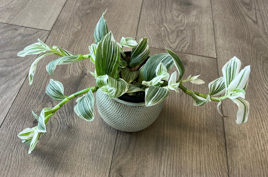 Tradescantia 'Pistachio’