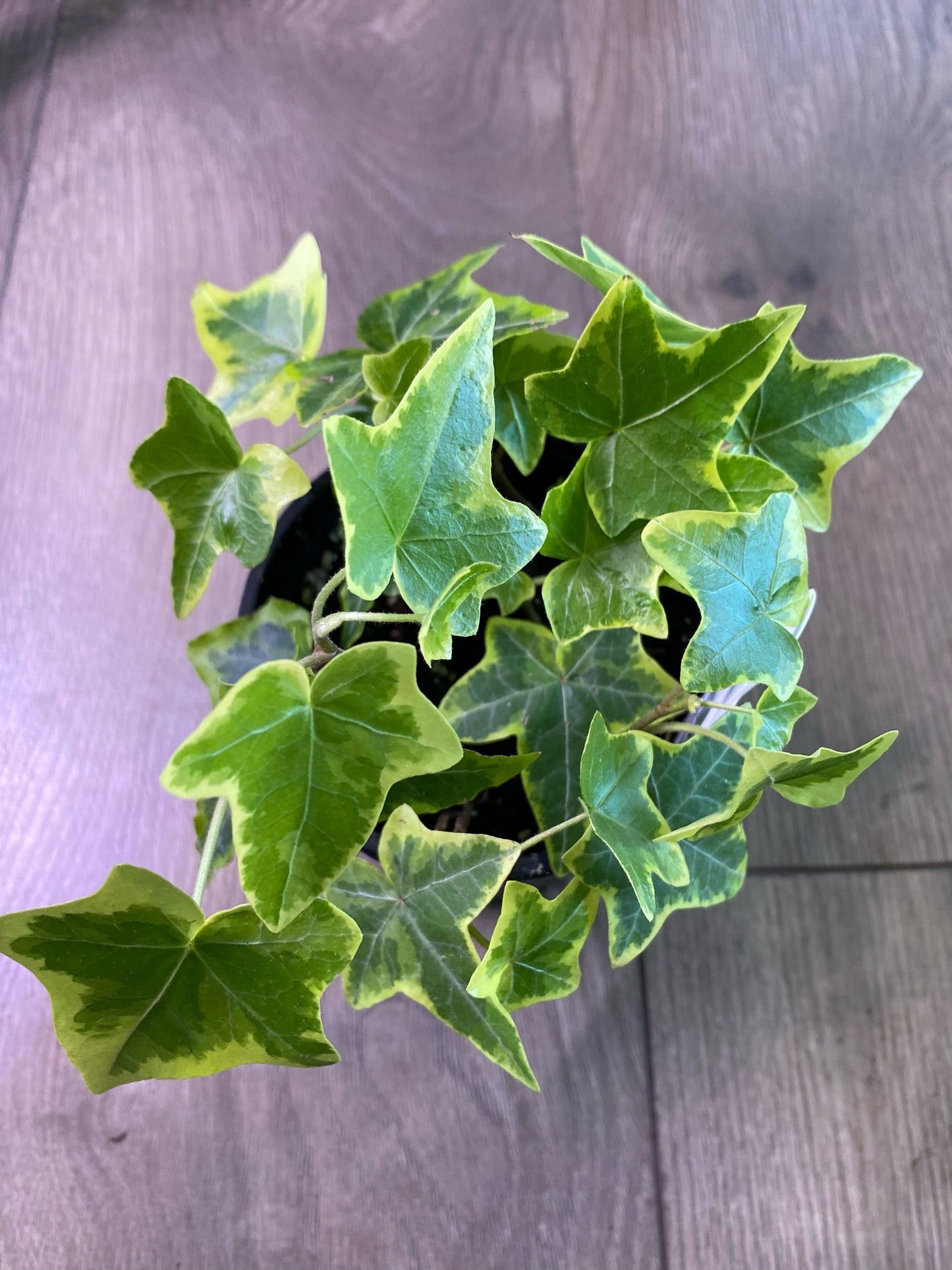 Hedera helix ‘Gold Child English Ivy’
