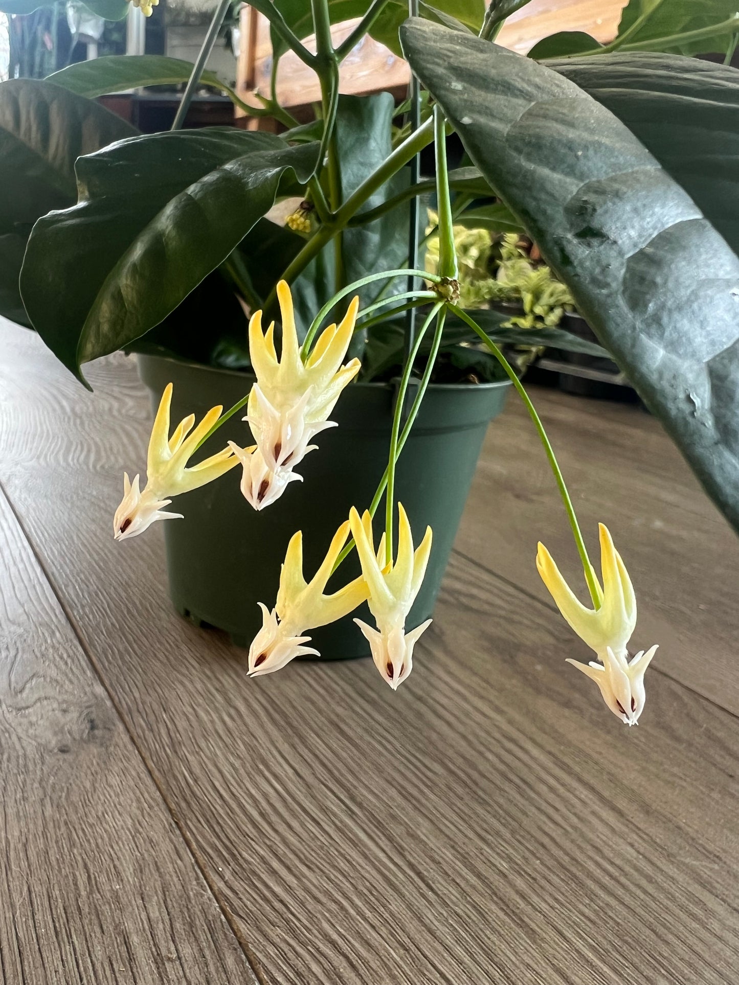 Hoya multiflora 'Shooting Star'