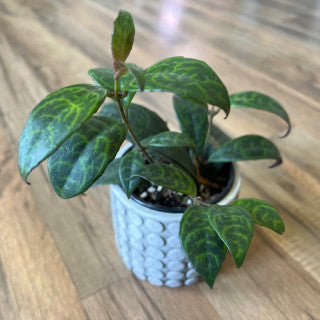 Aeschynanthus longicaulis 'Black Pagoda Lipstick'